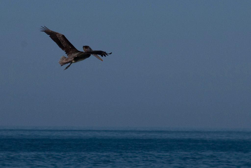 DSC_2124.jpg - Pelican in flight