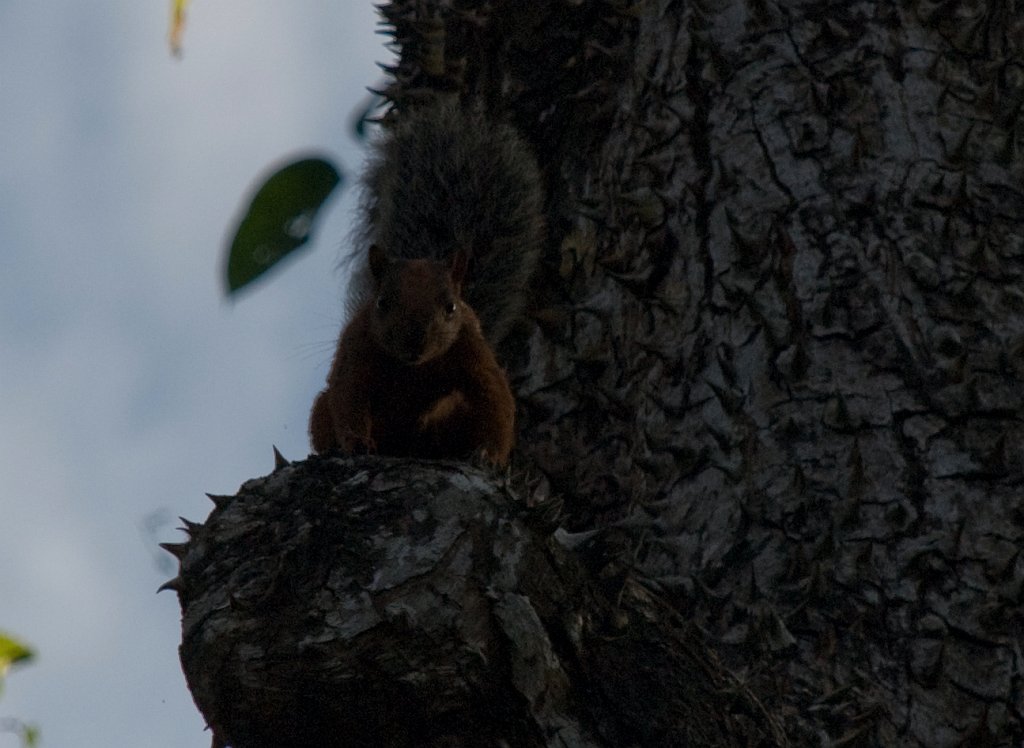 DSC_2483.jpg - Curious squirrel at Casa Lisa