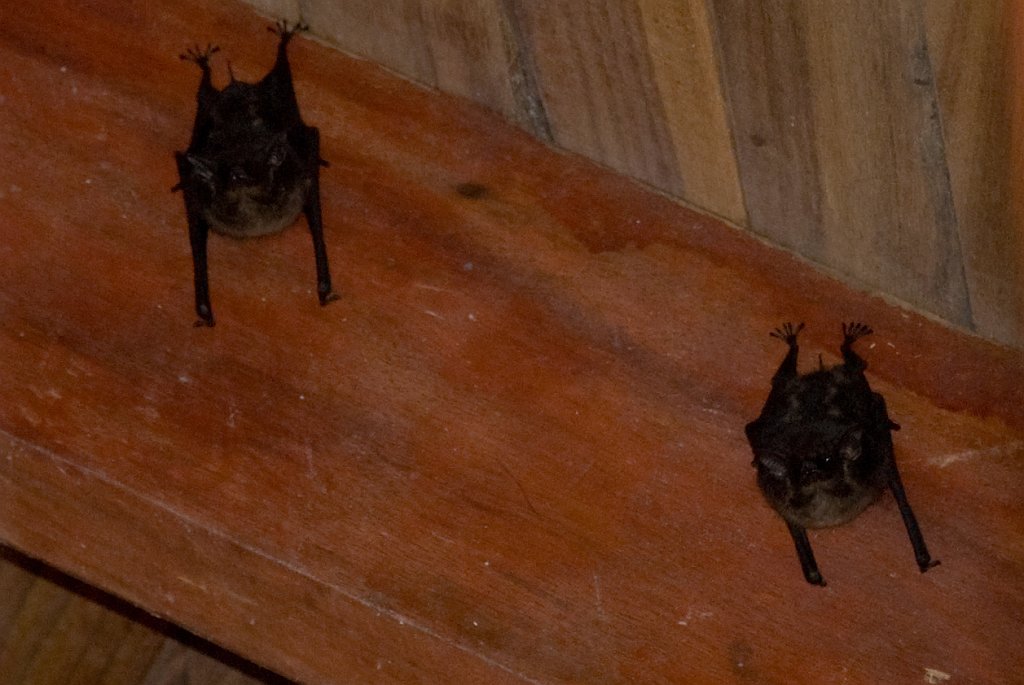 DSC_2519.jpg - Bats like our upper deck