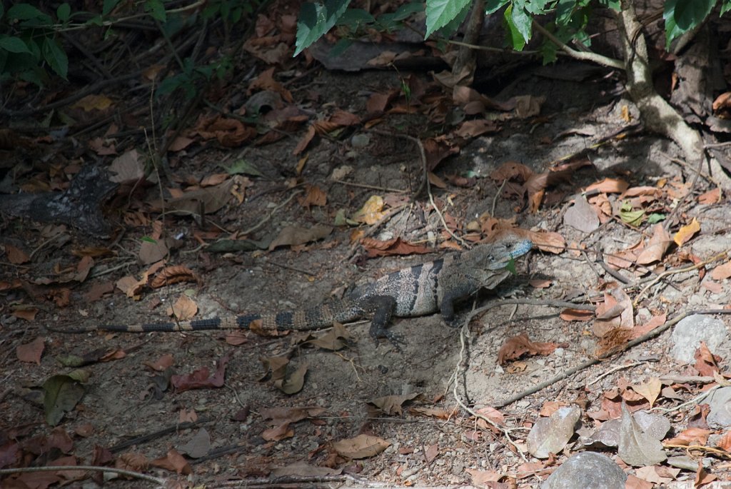 DSC_2617.jpg - Another iguana at Casa Lisa