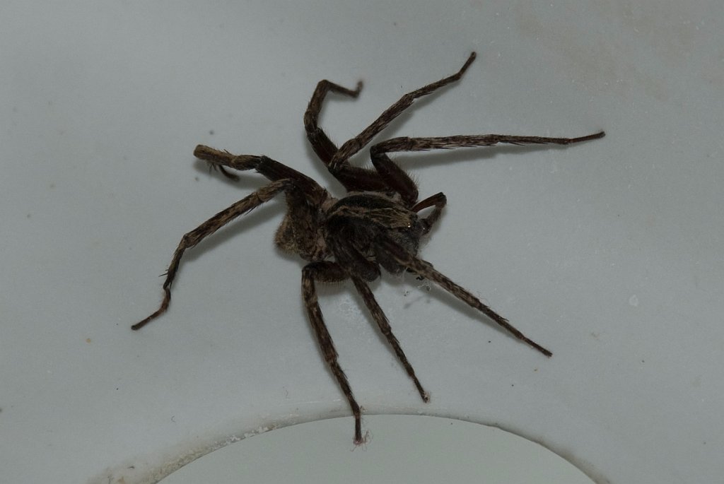 DSC_2626.jpg - Tarantula in our bathroom