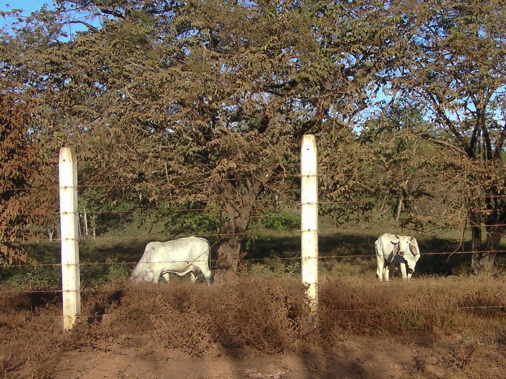 PICT0041.jpg - Skinny bovines on route to Tambor Airport