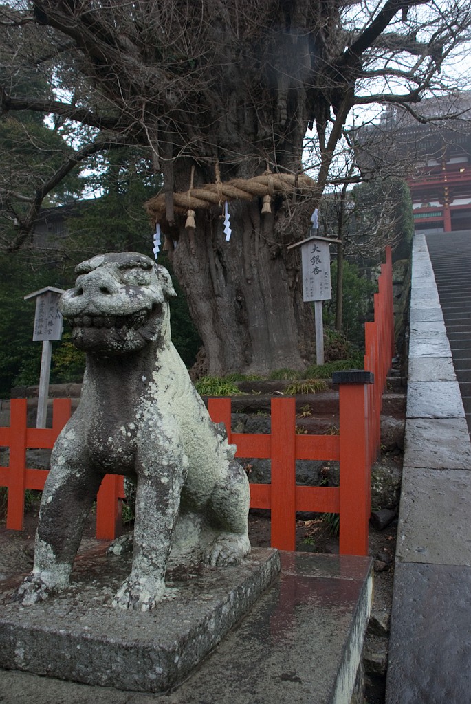 068_5416.jpg - Tsuruoka-hachimangu Shrine, Kamakura