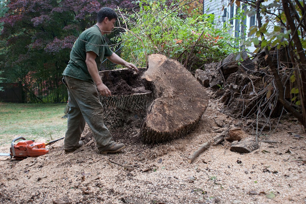 DSC_8196.jpg - The trunk sections near the base are too easily broken.