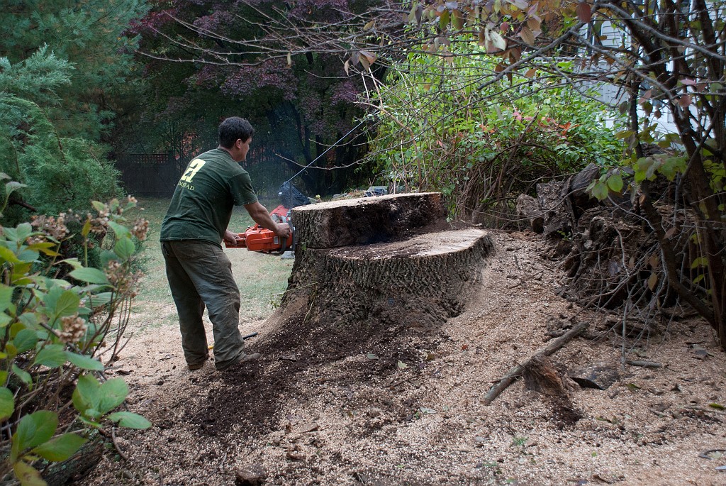 DSC_8200.jpg - This will be the last cut.  The stump grinder will come later.