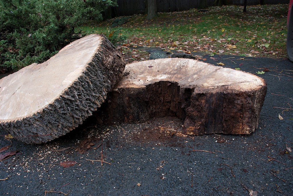 DSC_8205.jpg - Unfortunately it died and became a potential house-killer.